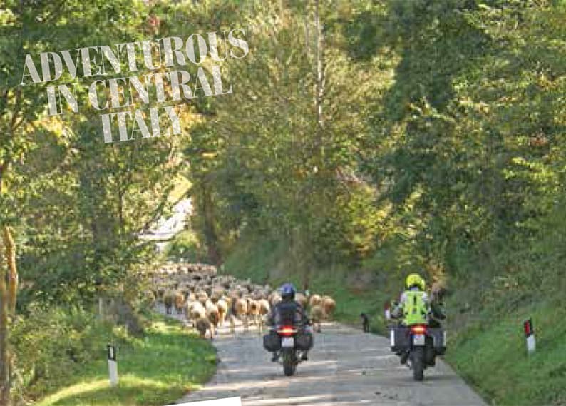 Sheep on the road